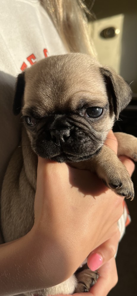 Pug Puppies