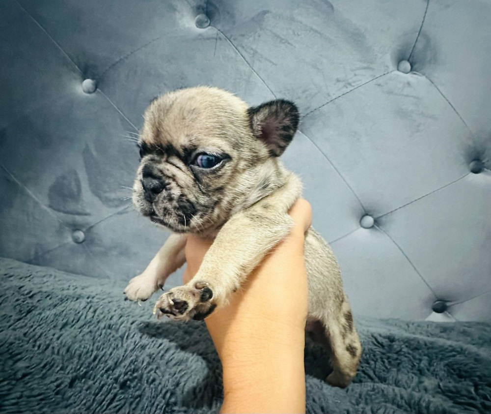 French Bulldogs (male and female)
