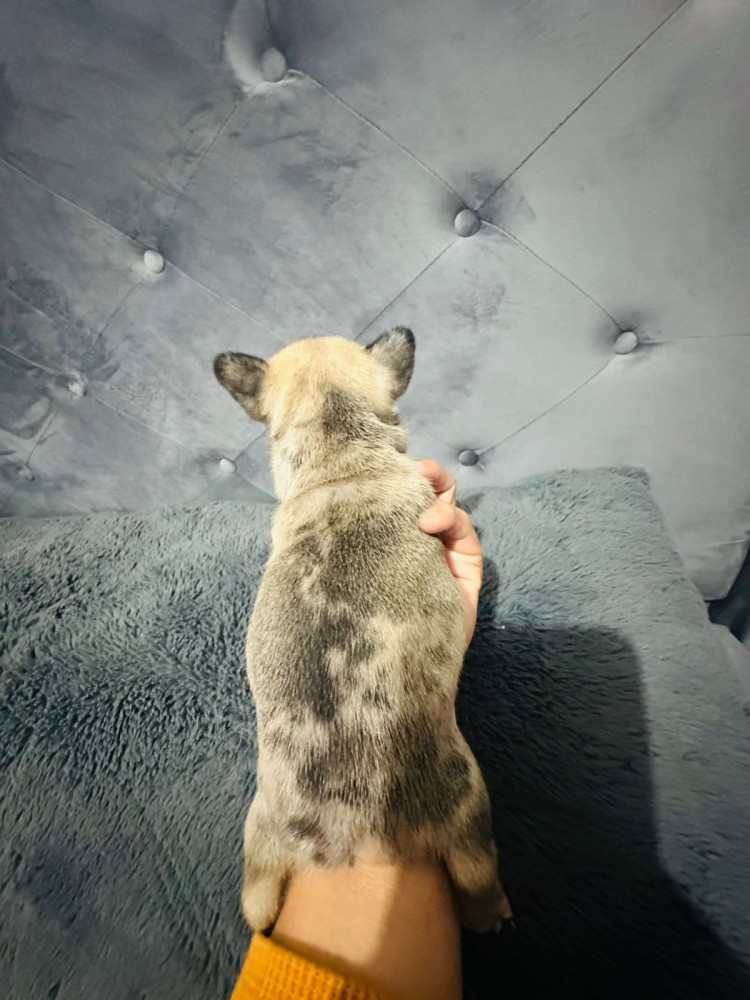 French Bulldogs (male and female)