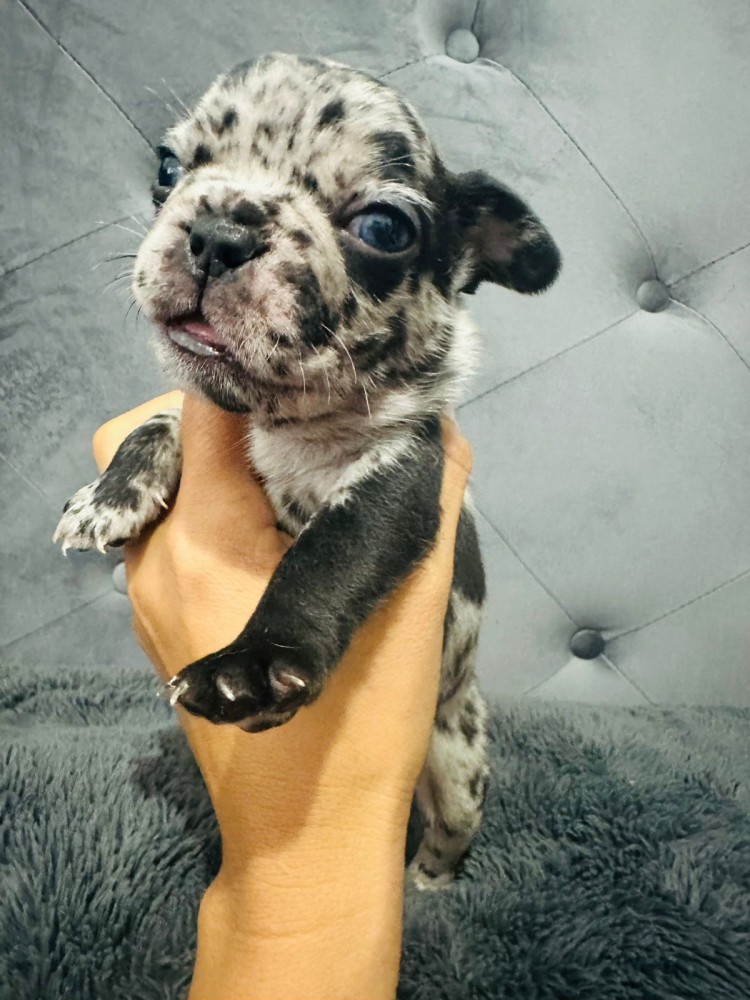 French Bulldogs (male and female)
