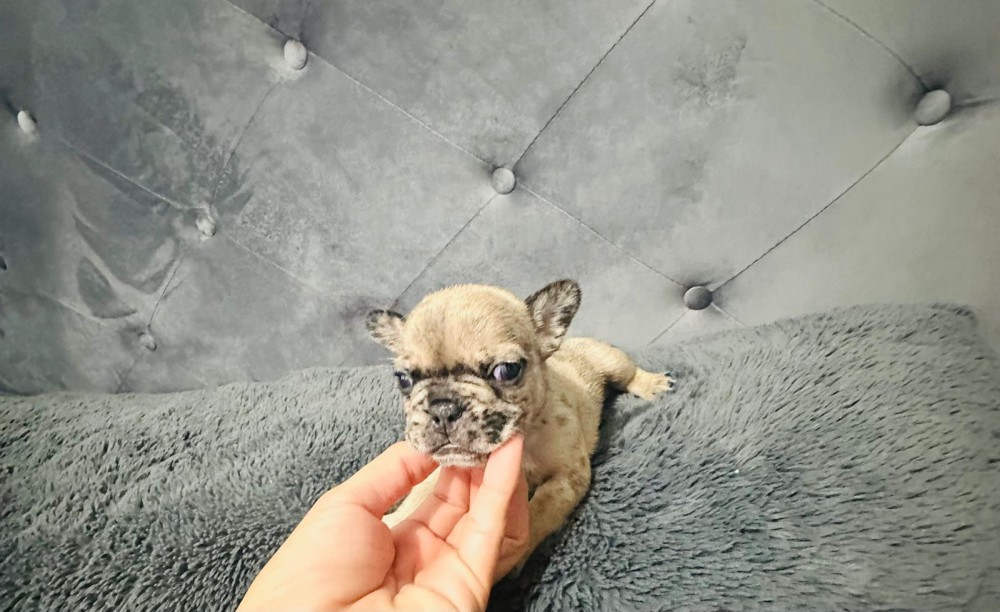 French Bulldogs (male and female)