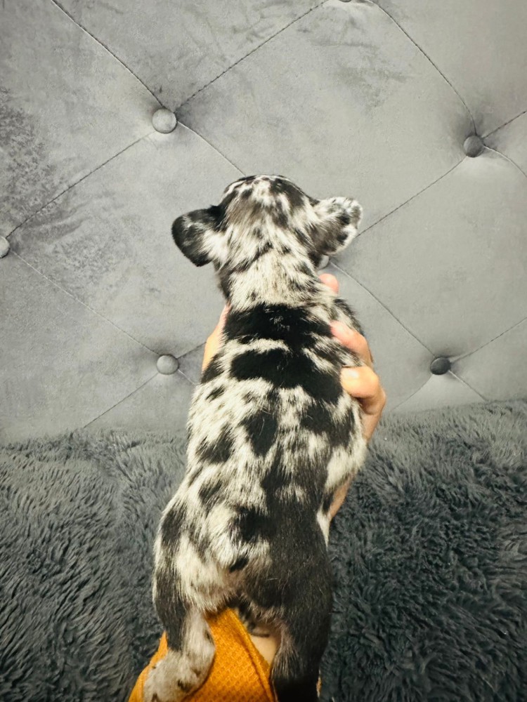 French Bulldogs (male and female)
