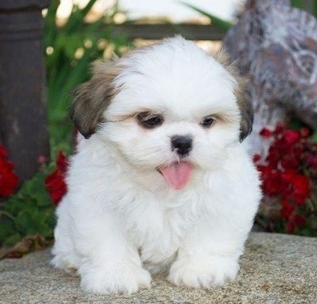 Shih Tzu puppies for sale