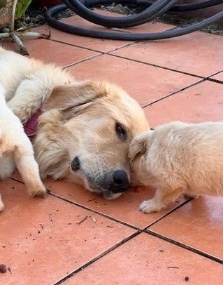 Golden retriever puppies for sale