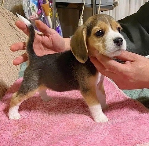 Beagle puppies for sale.
