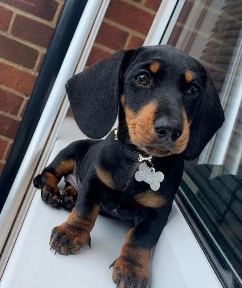 Miniature Dachshund puppies for sale