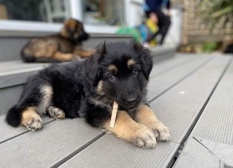 German Shepherd puppies for sale