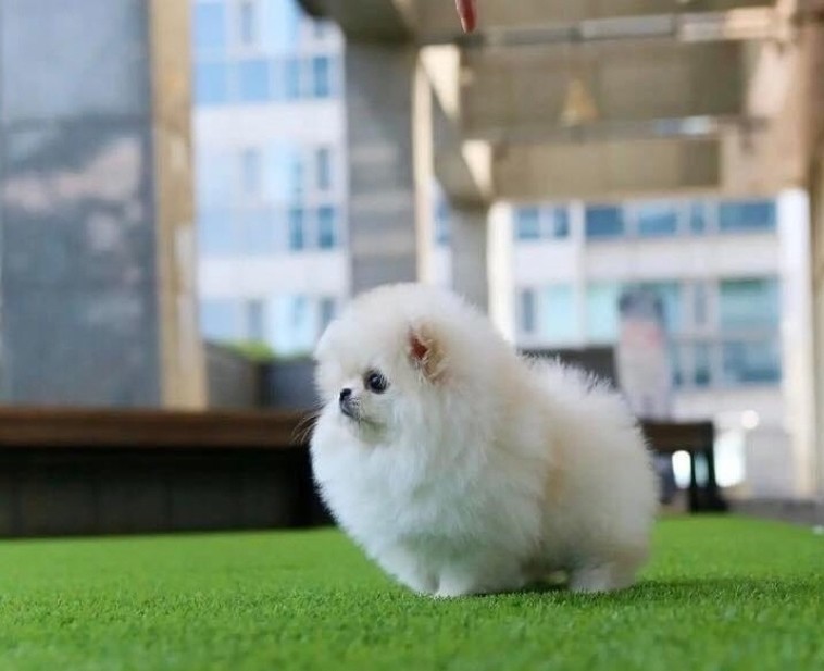 Affectionate Pomeranian puppies for sale