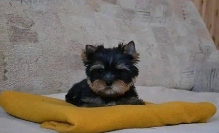 Artistic Yorkie puppies for sale