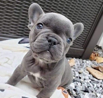 Boundless French bulldog puppies for sale