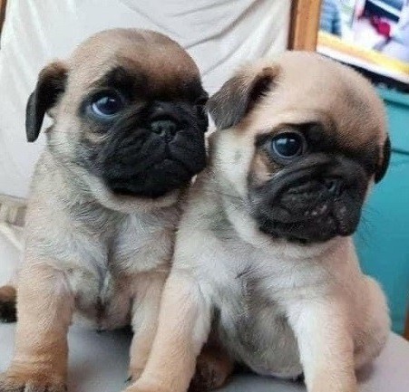 Brave Pug puppies for sale