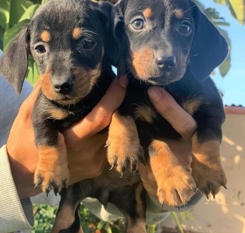 Capable Miniature Dachshund puppies for sale