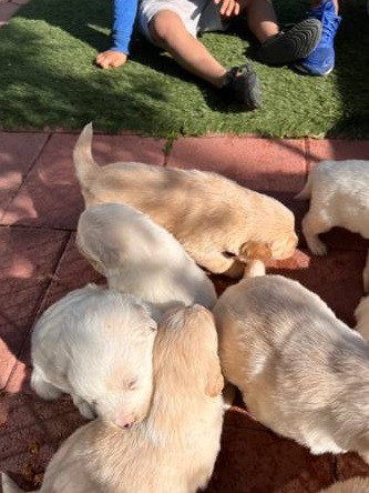 Calm Golden retriever puppies for sale
