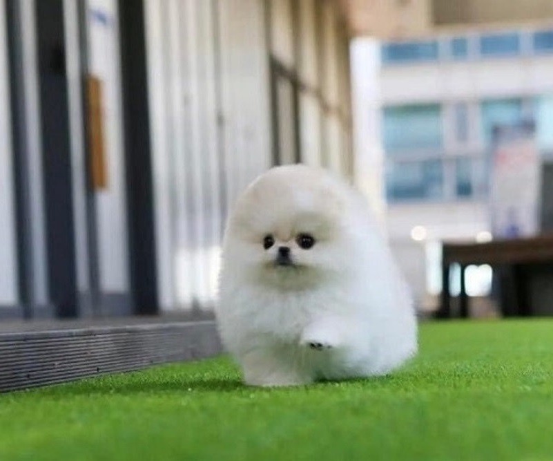 Caring Pomeranian puppies for sale