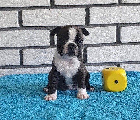 Clever Boston terrier puppies for sale
