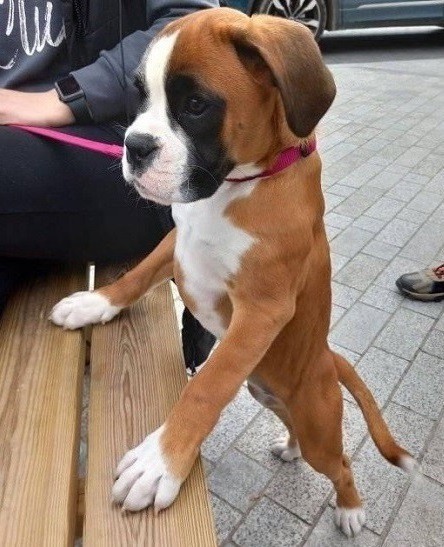 Comfortable Boxer puppies for sale