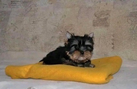 Communicative Yorkie puppies for sale