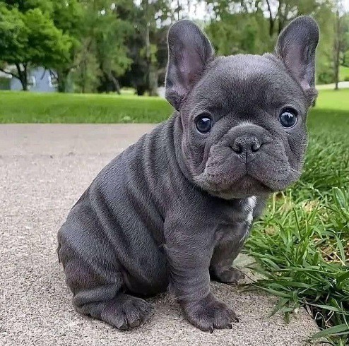 Compassionate French bulldog puppies for sale