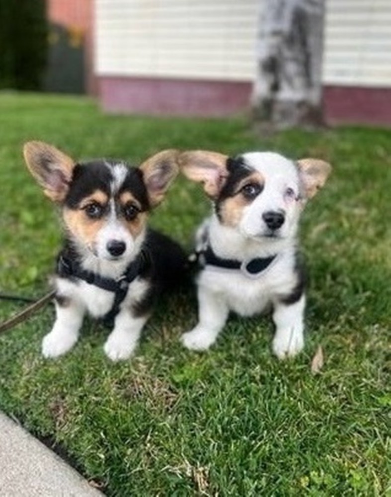 Courageous Pembroke Welsh corgi puppies for sale