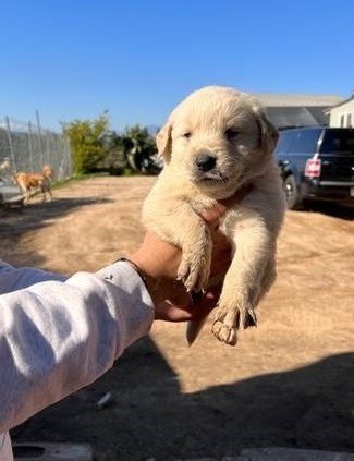 Curous Golden retriever puppies for sale