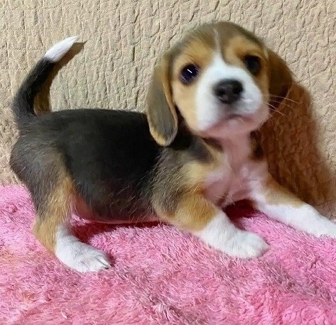 Enthusiastic Beagle puppies for sale
