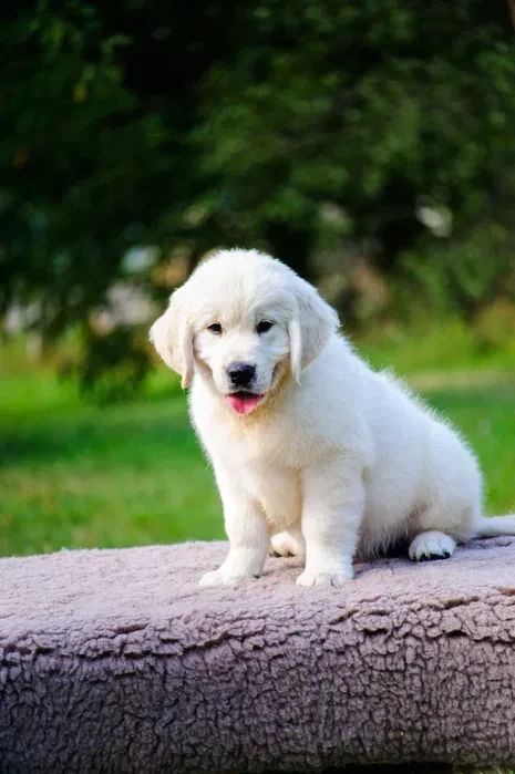 Beautiful golden retriever puppy