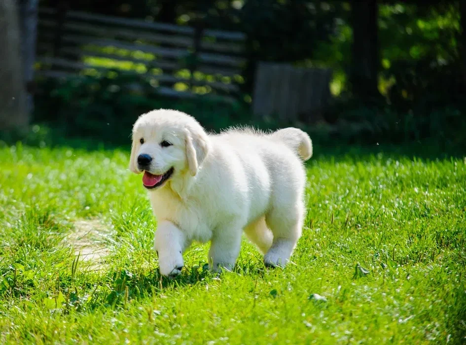 Beautiful golden retriever puppy
