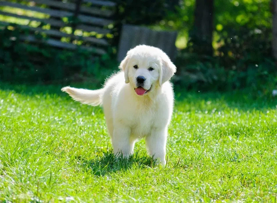 Beautiful golden retriever puppy