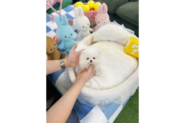 Pomeranian and French bulldog