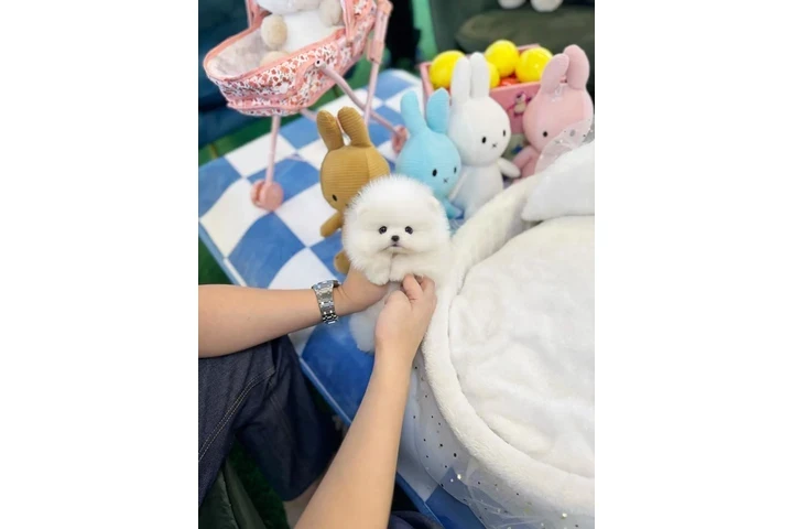 Pomeranian and French bulldog