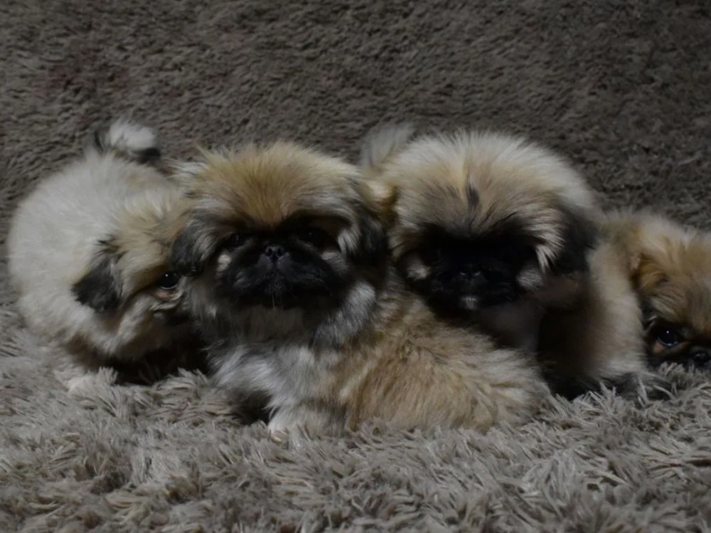 Pekingese Royal Puppies for Sale in San Antonio