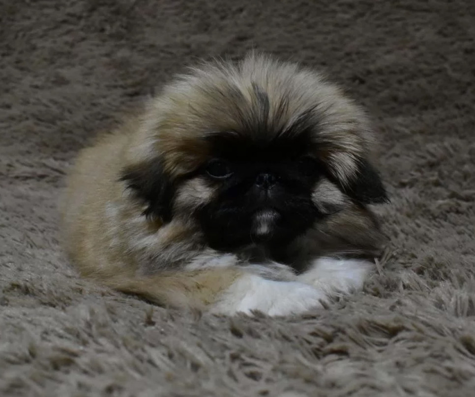 Pekingese Royal Puppies for Sale in San Antonio