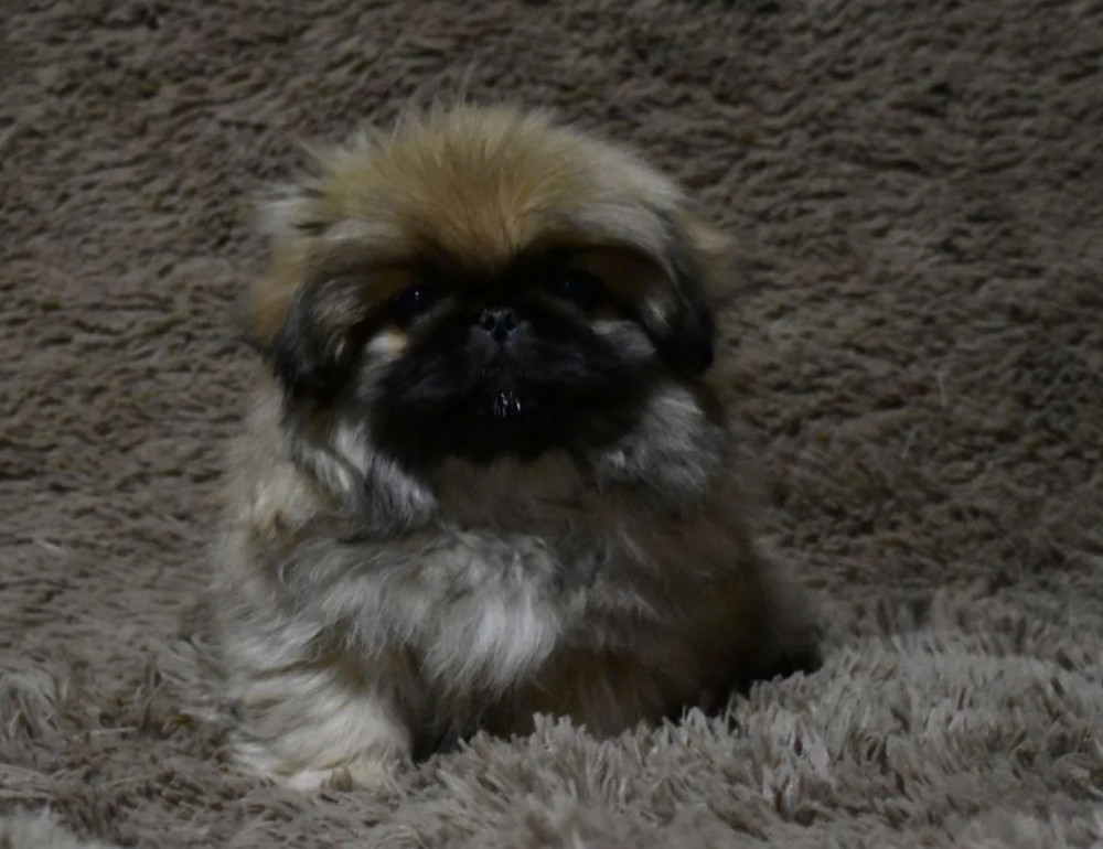 Pekingese Royal Puppies for Sale in San Antonio