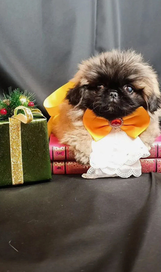 Pekingese Boy for Sale in Brooklyn (New York)
