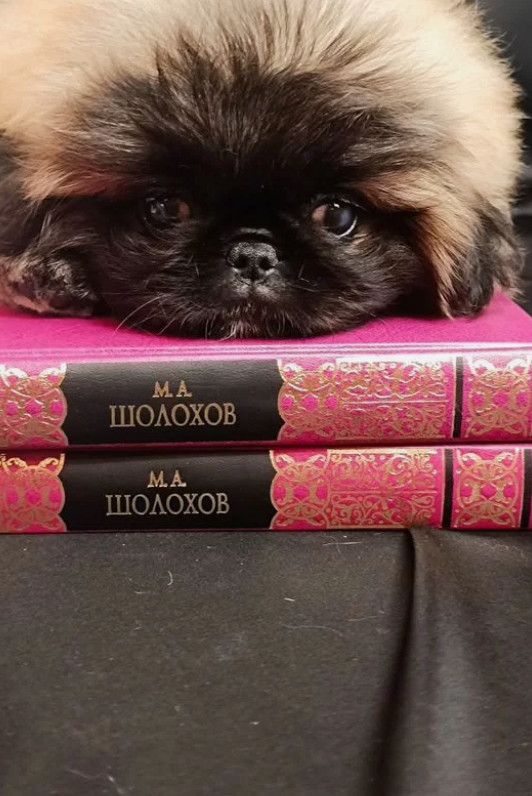 Pekingese Boy for Sale in Brooklyn (New York)