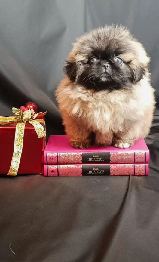 Pekingese Boy for Sale in Brooklyn (New York)