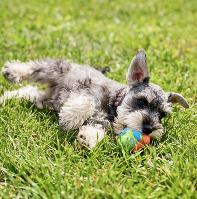 Miniature Schnauzer Puppies For Sale