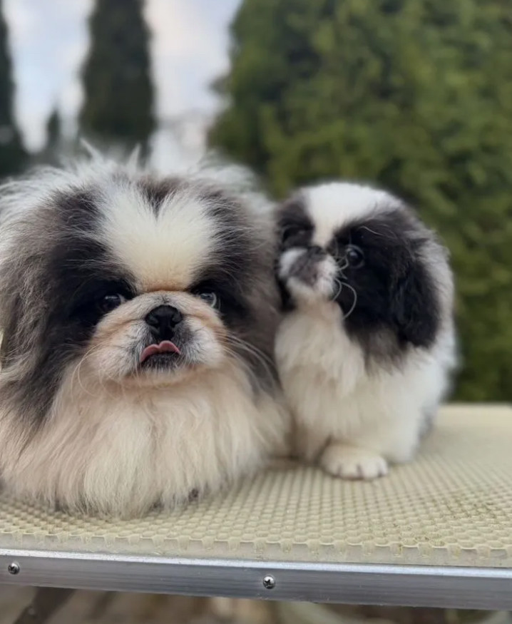 Pekingese Girl and Boy Looking for a Home in Jacksonville (Florida)