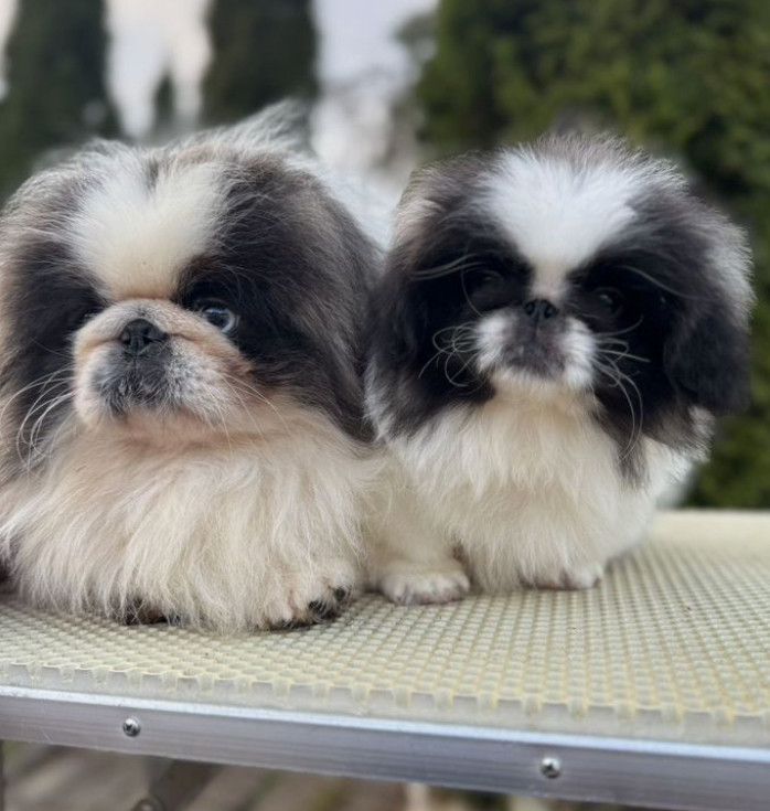 Pekingese Girl and Boy Looking for a Home in Jacksonville (Florida)