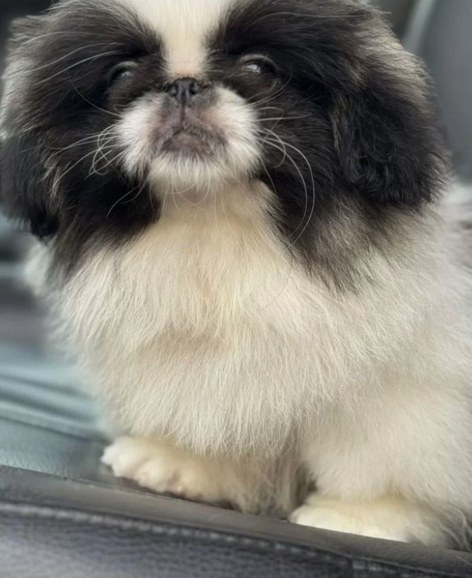 Pekingese Girl and Boy Looking for a Home in Jacksonville (Florida)
