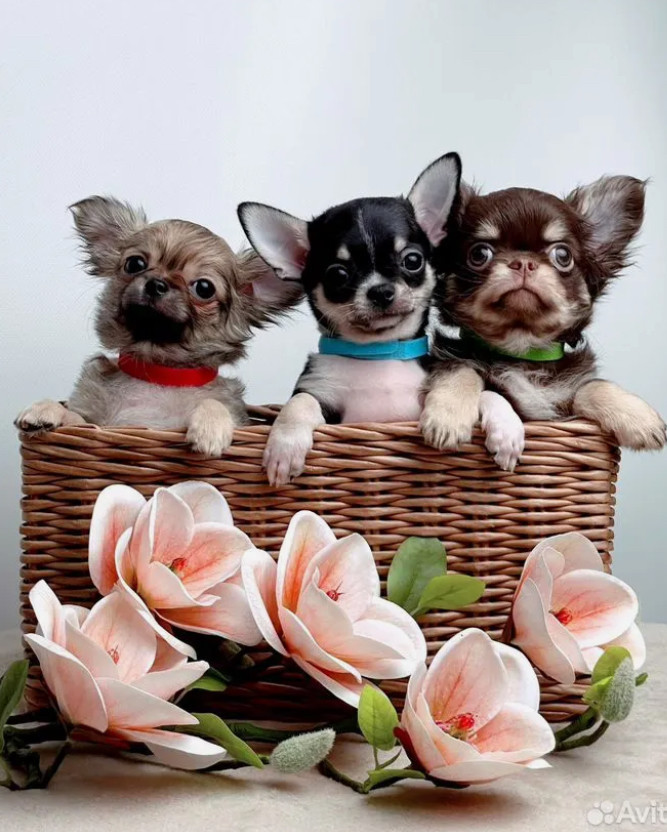Long-Haired Chihuahua Puppies for Sale in Austin (Texas)