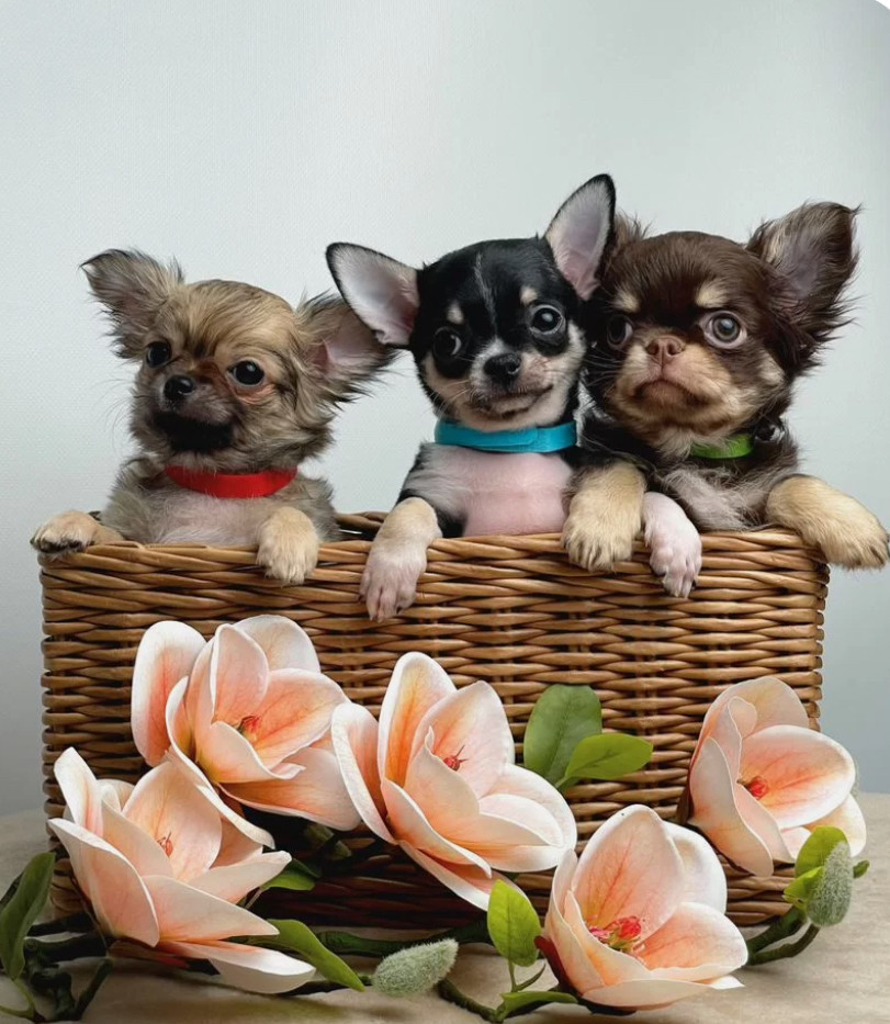 Long-Haired Chihuahua Puppies for Sale in Austin (Texas)