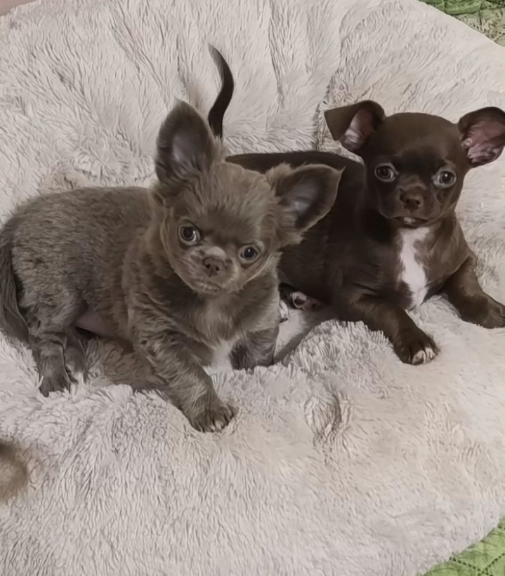 Chihuahua Boys in Houston (Texas)