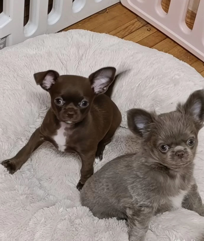 Chihuahua Boys in Houston (Texas)