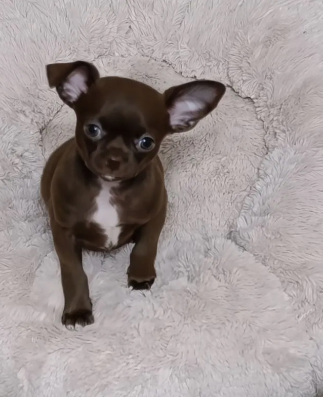 Chihuahua Boys in Houston (Texas)