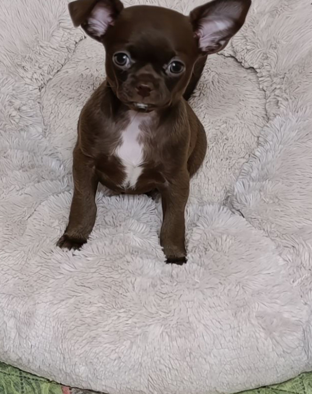 Chihuahua Boys in Houston (Texas)