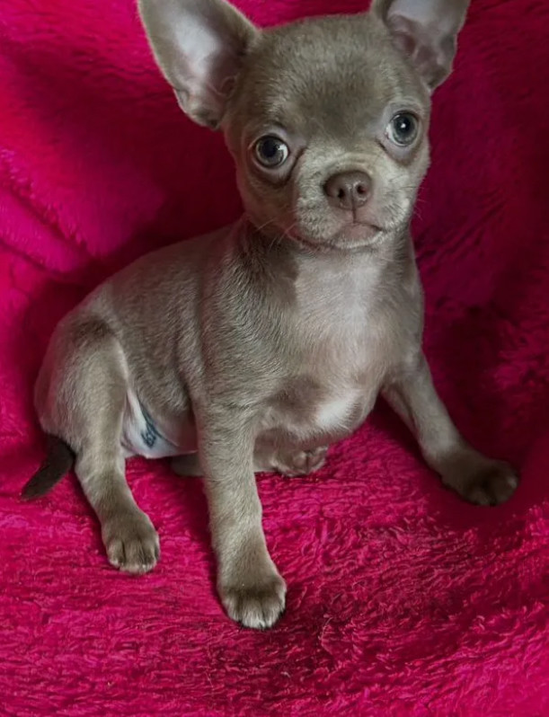 Long-Haired Chihuahua Girl Looking for a Home in Phoenix (Arizona)
