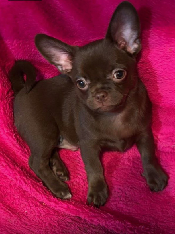 Long-Haired Chihuahua Girl Looking for a Home in Phoenix (Arizona)