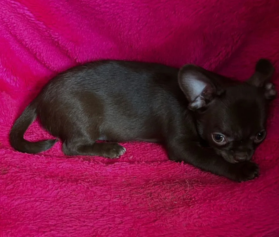 Long-Haired Chihuahua Girl Looking for a Home in Phoenix (Arizona)