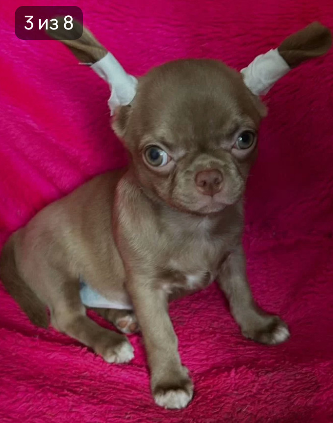 Long-Haired Chihuahua Girl Looking for a Home in Phoenix (Arizona)